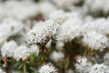 Bog Labrador tea Rhododendron groenlandicum, clusters of fragrant white flowers